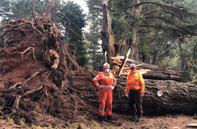 VICSES Sorrento Unit volunteers stand beside a fallen tree, assessing damage from flood and storm. nd