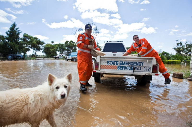 Two VICSES volunteers in orange uniforms stand beside a white dog while deploying sandbags during the Victorian Flooding event.
